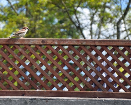 Trellis fences
